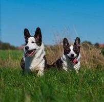 corgi hund spelar i en fält av gul solrosor foto