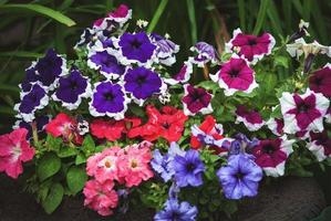 trädgård petunior, petunia hybrida lila röd blå vit blommor i bakgård rabatt foto