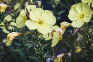 kväll jordviva - oenothera biennis gul blommor i de ört trädgård foto