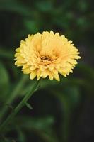 gargen calendula officinalis blomma närbild foto