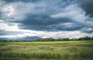 grön ris fält med berg bakgrund under molnig himmel efter regn i regnig säsong, panorama- se ris . foto