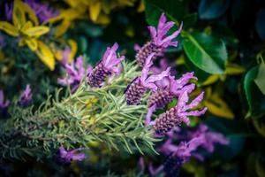 lavendel- lavendel augustifolia i de gammal landa Nästa till hamburg foto