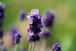 lavendel- lavendel augustifolia i de gammal landa Nästa till hamburg foto