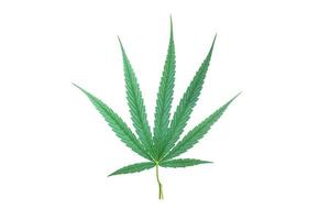 isolerat cannabis indica växt med klippning stigar. foto