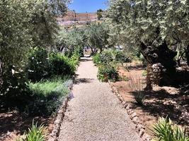 en se av de trädgård av gethsemane i jerusalem foto