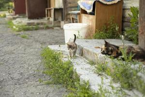 kattunge i landsbygden. kattunge och katt. detaljer av liv i gård. foto