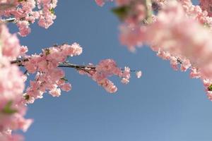 körsbär blomma gren mot himmel. rosa blommor av växt. artificiell trä i detalj. foto