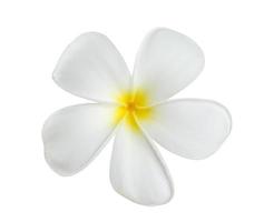 vit frangipani blomma isolerat på vit bakgrund foto