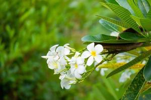 vit frangipani blomma plumeria alba med grön löv foto