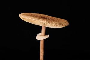 Macrolepiota procera parasoll svamp isolerat på svart bakgrund, brun svamp med stor keps foto