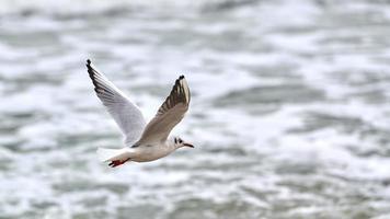 fiskmås, mås flygande över hav bakgrund foto