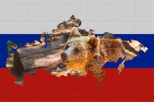översikt Karta av ryssland på de flagga av de Land. allmänning brun europeisk Björn inuti de översikt. ryssland begrepp. foto