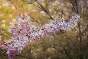 närbild på gren av sakura i blomma. japansk trädgård i blomma foto