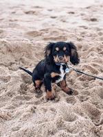 hund på stranden foto