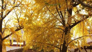de skön höst se med de färgrik löv på de träd i de stad foto