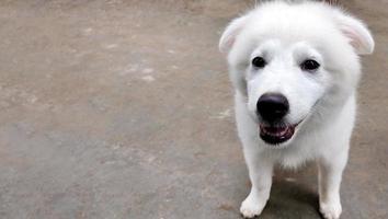 närbild av söt vit hundvalp porträtt, porträtt av maremma sheepdog, herde hund maremmano abruzzese. foto