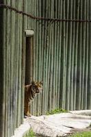 panthera tigris tigris tigre kikar ut av dess skydd på de Zoo, mexico foto