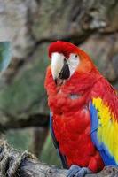 ara macao porträtt av färgrik scharlakansrött ara papegoja mot djungel bakgrund, Zoo mexico foto