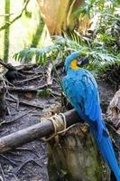 ara ararauna gyllene blå ara, blå och gul färger, intensiv färger, skön fågel uppflugen på en gren, guadalajara foto