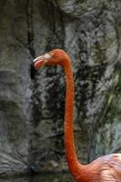 Phoenicopterus ruber flamingos inuti en fontän i de bakgrund en vit turist tåg godkänd förbi, vegetation och vatten runt om de webbplats foto