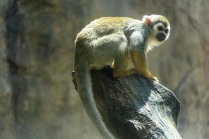 vithuvud kapuciner, svart apa Sammanträde på träd gren i de mörk tropisk skog. mexico foto