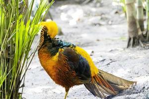 krysolophus pictus, gyllene fasan skön fågel med mycket färgrik fjäderdräkt, guld, blues, gröna, mexico foto