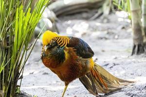 krysolophus pictus, gyllene fasan skön fågel med mycket färgrik fjäderdräkt, guld, blues, gröna, mexico foto