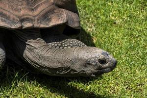 jätte sköldpadda, aldabrachelys gigantea, födosökande för mat i de fält, vilar i de skugga av en träd. mexico foto