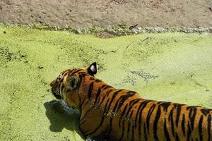 bengal tiger, panthera tigris tigris, simning till Häftigt av, skön stor kattdjur, Mexiko, foto