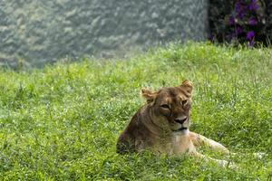 panthera leo, inna Sammanträde på de gräs vilar, guadalajara Zoo, mexico foto