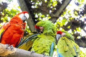 ara macao porträtt av färgrik scharlakansrött ara papegoja mot djungel bakgrund, Zoo mexico foto