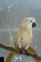 Cacatua galerita kakadua , också känd som de moluccan kakadua, är en kakadua endemisk till de seram skärgård i östra Indonesien, Zoo, mexico foto