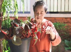Lycklig och friska asiatisk senior kvinna tar vård av växter utomhus, trimning torr löv. foto