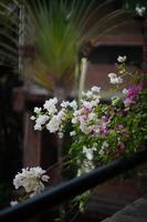 skön blommor hängande från balkong foto