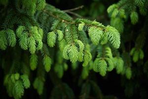 grön gran gren närbild. natur bakgrund foto