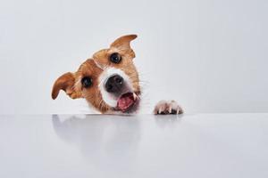 domkraft russell terrier hund äta måltid från tabell. rolig hund porträtt med tunga foto