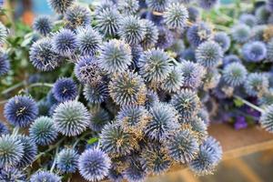 bukett av sydlig globetistel blommor, blommande i sent sommar foto