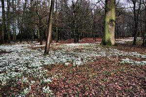 en se av de shropshire landsbygden på attingham nära shrewsbury. foto