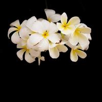 tropisk plumeria på svart bakgrund. foto