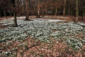 en se av de shropshire landsbygden på attingham nära shrewsbury. foto