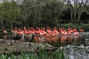 en se av några flamingo's foto