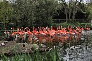 en se av några flamingo's foto