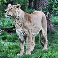 utsikt över ett afrikanskt lejon foto