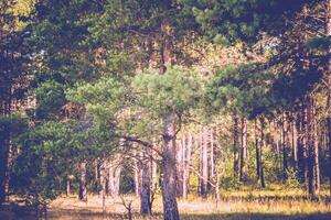 tall skog i de morgon- filtrerades foto