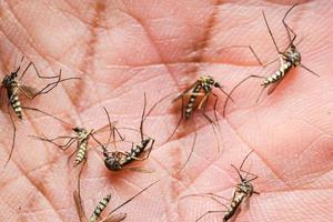 mygg är matning på mänsklig hud blod. mygg är transportörer av dengue feber och malaria. dengue feber är mycket förhärskande under de regnig säsong. foto