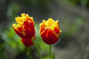 trädgård växt. blomma i blomma säng. skönhet av sommar växter. foto