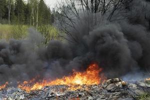 brand i skog. rök över träd. skada till natur. foto