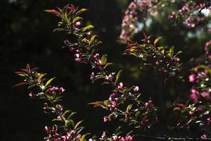 körsbär blommar. blommor på grenar. ljus på växt. foto