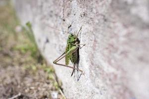 gräshoppa på en vit vägg med kopia Plats foto