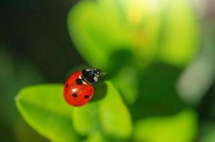 nyckelpiga sitter på grön löv. makro Foto insekter i solljus.